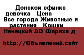 Донской сфинкс девочка › Цена ­ 15 000 - Все города Животные и растения » Кошки   . Ненецкий АО,Фариха д.